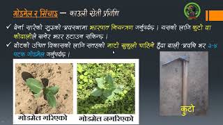 काउली रोपेपछि के गर्ने ? | काउलीमा मल खाद मात्रा | काउली खेती प्रविधी | Cauli cultivation