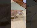 こわいけどもう一度😿