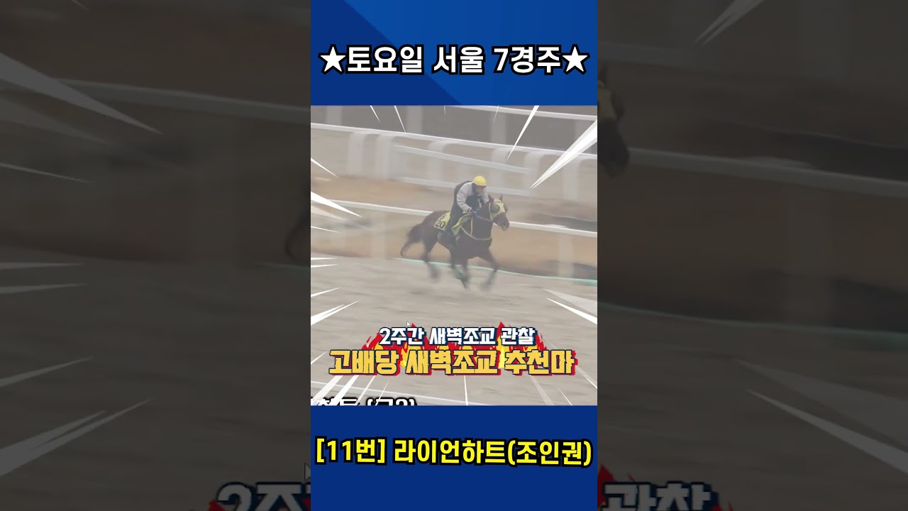 12월13일 토요일 서울 7경주!! 2주간 훈련변화 보인 강백호의 새벽조교 쏘스마!!#강백호경마 #shorts