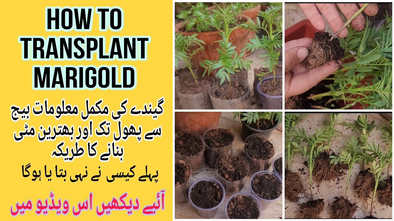 How to transplant marigoldBest soil for marigold Genda ki full