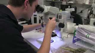 Strawberry Diagnostics: Inducing sporulation of fungi