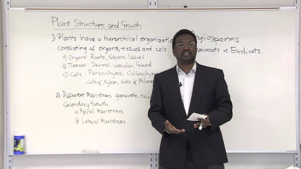 Plant Structures & Growth - Hierarchical Organization