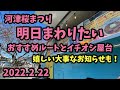 [ 2022 河津桜 ] 2月22日 明日行くなら　今日の河津桜まつり 河津桜開花速報 伊豆 河津町 ライブカメラ　観光PR大使