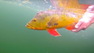 Clear Water Peacock Bass Fishing  Miami Florida