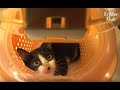 Cat Went Missing Inside The House | Kritter Klub
