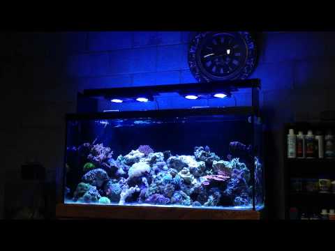 ecotech radion youtube