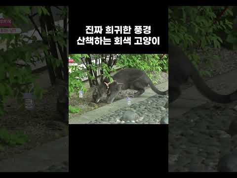 하루도 산책 거르면 안되는 에너지 폭발 <strong>회색</strong> 고양이 텐션 최고 #shorts