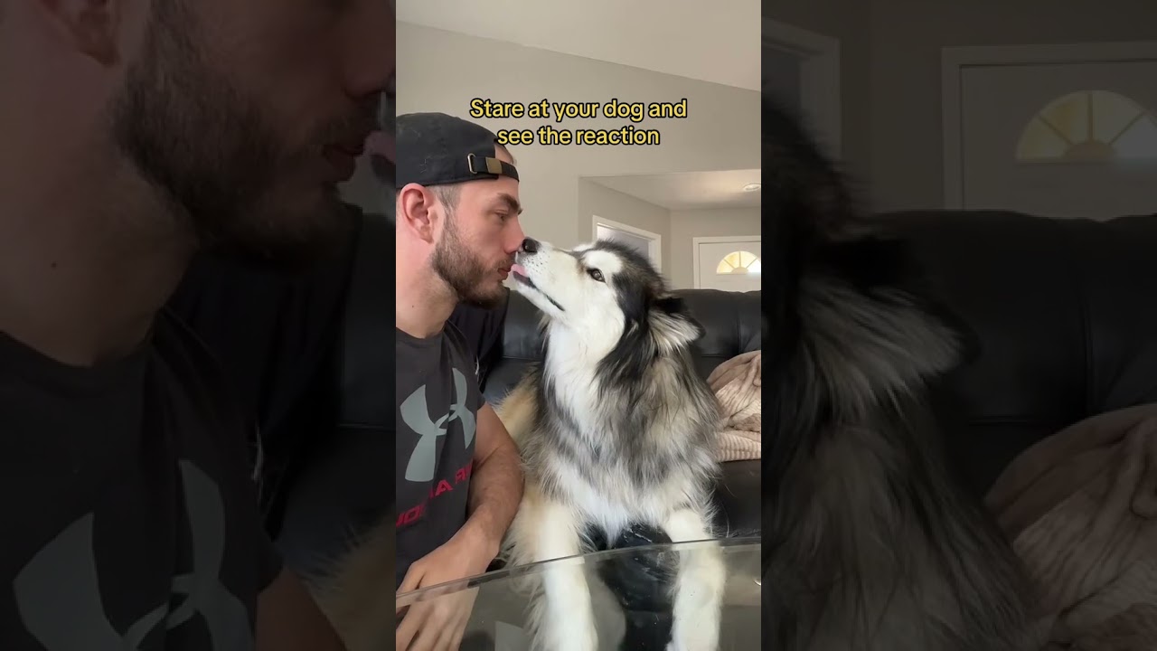 Staring Challenge With My Dog!  