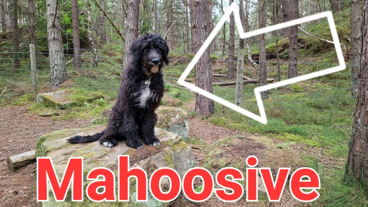 Bordoodle at 6 months. Think we were sold a llama!