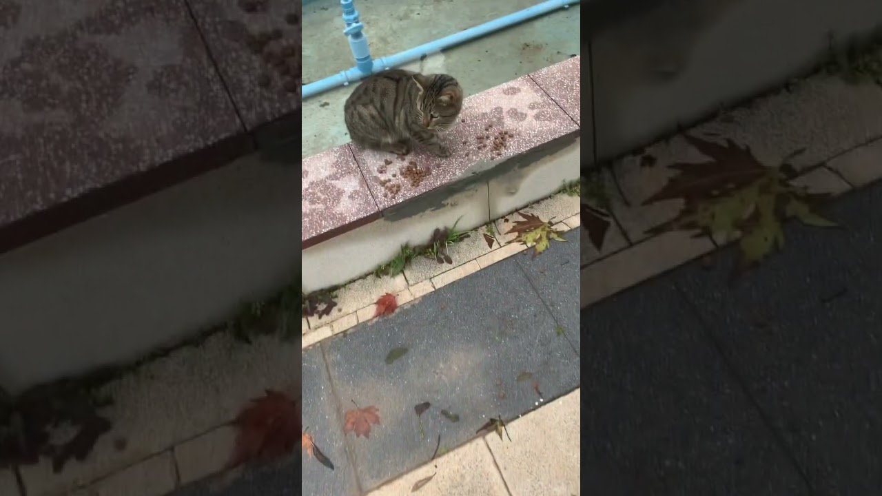 😻Antalya cats eating,Ataturk park, Konyaaltı 