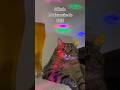 Sábado 01 de fevereiro de 2025 #bomdia #sabado #fevereiro pix: diel@catlover.com
