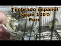 Timbrado español  jaspe 100 % puro
