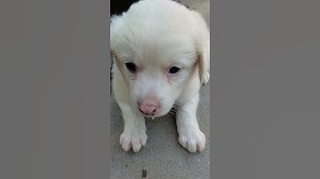 unsupportable | now cute dog video | #teemfast #short #india #newsong