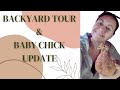 Backyard farm tour  baby chick update  june 2023