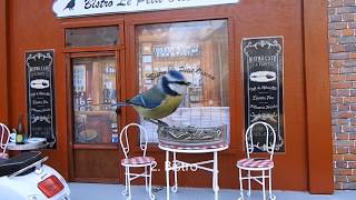 Feeders for you to build or buy.