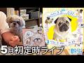【お知らせあり】5月最初の金曜定時ライブ【シーズー犬あうんのてんぽ】