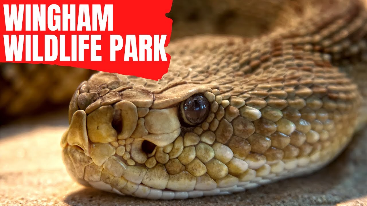 REPTILE HOUSE Walkthrough tour - Wingham Wildlife Park - Kent - United
