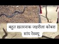 बड़े गांव में दो सांप एक साथ रेस्क्यू किये थे खतरनाक मंजर देखिये 🐍 ⚜️हर हर महादेव 🙏