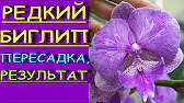 Орхидеи,узамба́рские фиалки,Самара🌺