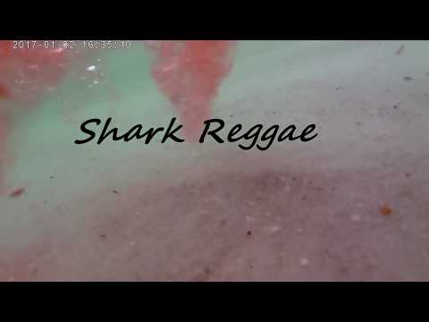 Shark Reggae