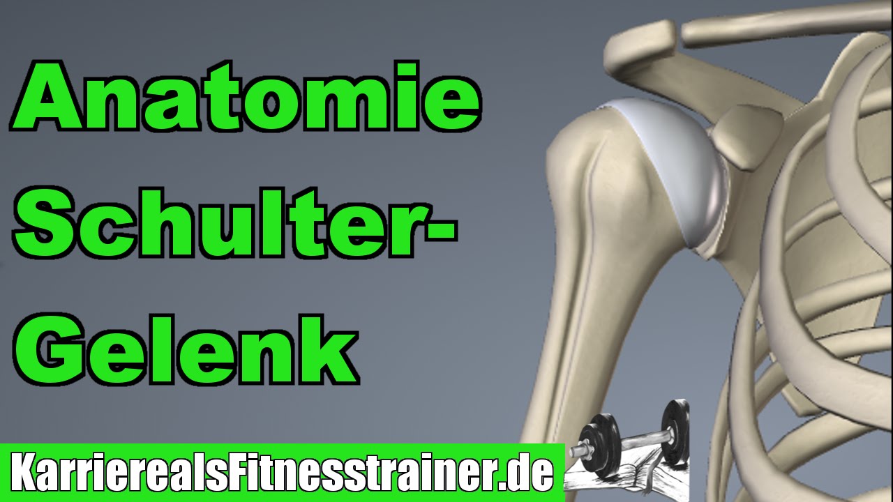 Die Anatomie des Schultergelenks - Alles was du für die B-Lizenz Prüfung wissen musst