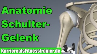 Die Anatomie Des Schultergelenks - Alles Was Du Für Die B-Lizenz Prüfung Wissen Musst