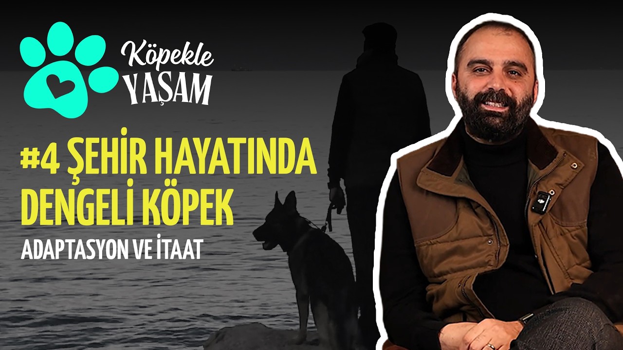 Şehir Hayatında Dengeli Köpek | Adaptasyon ve İtaat Eğitimi | Köpekle Yaşam 4.Bölüm