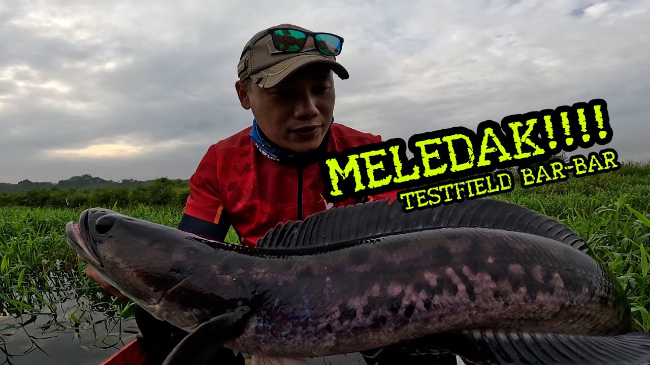 TARIKAN BAR-BAR BABON SPOT TIDAK BERAHLAK.. TESTFIELD DAIDO PREDATOR PRO II TITAN LINEGUIDE