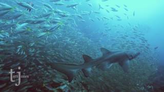 grey nurse shark amongst the fish at Broughton Island
