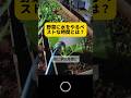 家庭菜園の常識を覆す水やりタイミング！#家庭菜園, #水やり, #ガーデニング