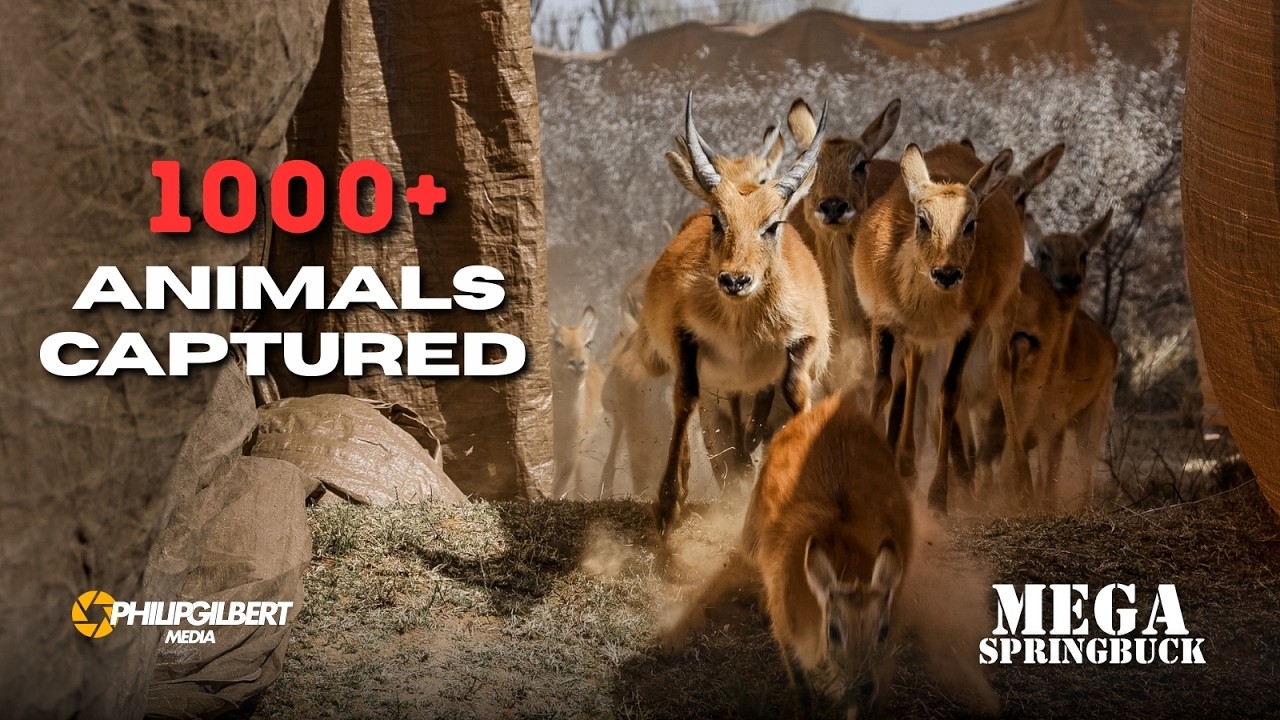 Massive 1000+ WILD ANIMALS Captured - Mega Springbuck ( Lechwe, Black ...