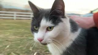 Adorable Barn Cat Craves for Attention by The Juice Productions  3,628 views 1 year ago 1 minute, 13 seconds