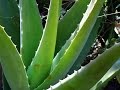 ALOE VERA: cortarlo y aplicarlo