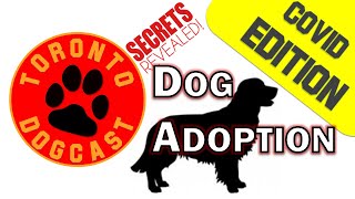 Covid 19 Dog Adoption - Sr Dog Adoption! - Toronto Dogcast - The Podcast for Dog Lovers by The Toronto Dog Whisperer AKA - Dog Nerd 614 views 3 years ago 1 hour, 4 minutes