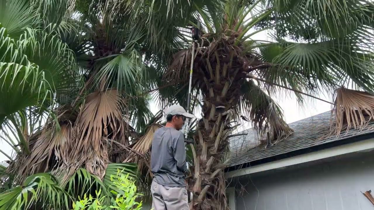 Trimming Palm Trees YouTube trimming-palm-trees-youtube