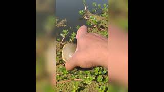 Rescued Indian Flapshell turtle