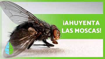 ¿Cómo eliminar las moscas de forma natural?