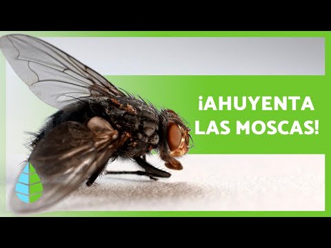 Vídeo: Como repelir moscas de veado?