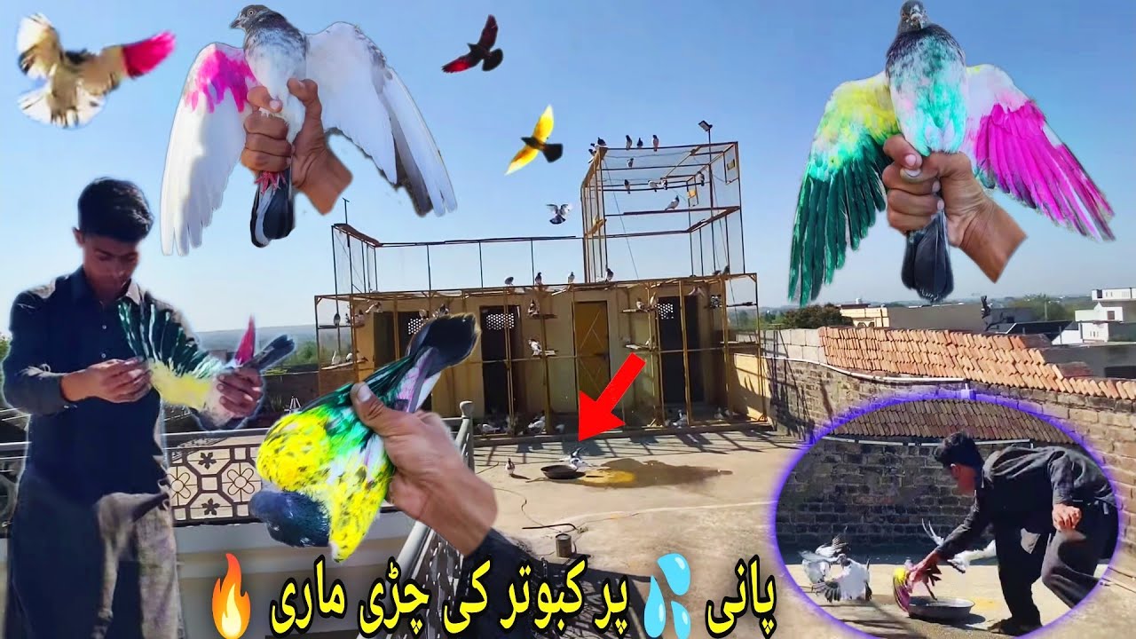 Aj Pani 💦 Say Pakra Rang Ne Duba Kabootar 🔥 کبوتر پکڑتے ہوے لونڈہ ہو گیا 😌