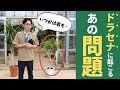 【観葉植物】全てのドラセナに起こる「あの問題」 プロが解決します！
