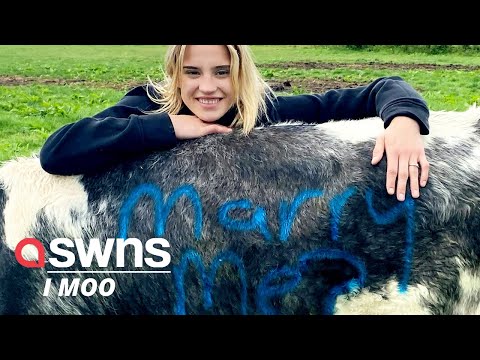 Farmer from Somerset makes a proposal to his girlfriend - on the side of two COWS | SWNS