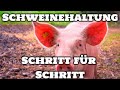 Schweinehaltung Anfänger – alles über schweine