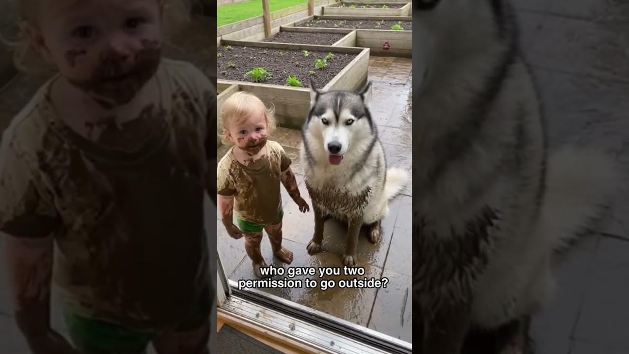 😂 When the Dog Blames the Baby