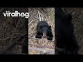 Curious Black Bear Climbs Ladder || ViralHog
