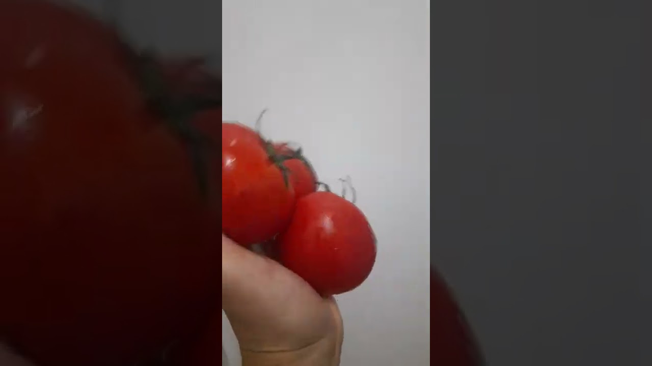 🍅🤚 Most Satisfying Tomatoes on my hand ‼️😍 