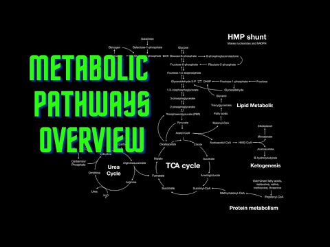 USMLE దశ 1 - పాఠం 54 - జీవక్రియ మార్గాల అవలోకనం