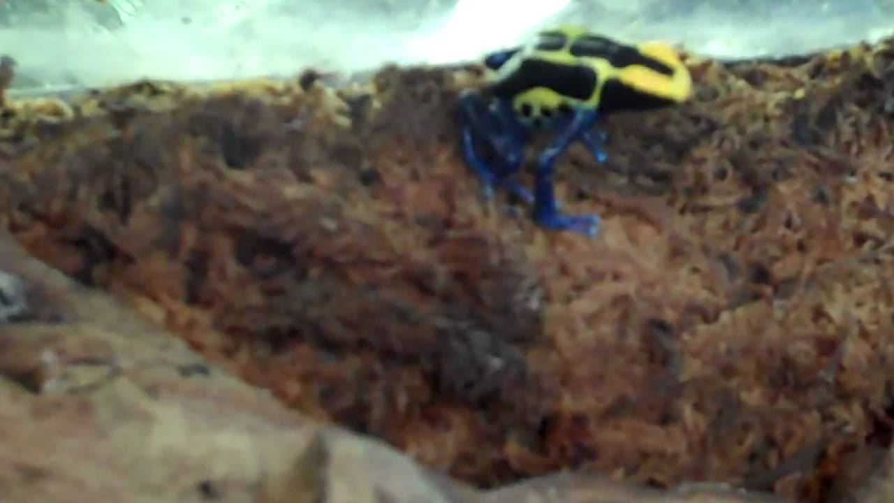 tarantula spider THE GOLIATHS OF THE DART FROG WORLD! TINCS!