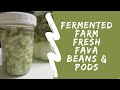 Fermented Farm Fresh Fava Beans & Pods