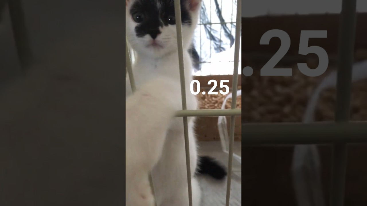 Lv.0.25 ばってんパンチ！
