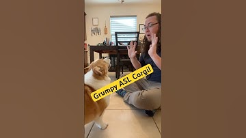 Grumpy #asl #corgi ! #signlanguage #funny #fyp #foryou